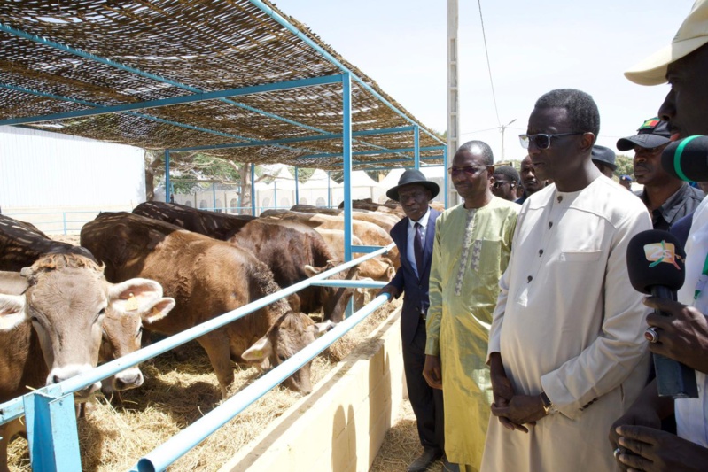 Élevage : 1300 génisses gestantes à haut potentiel de laitier réceptionnées par le Premier Ministre Amadou Ba