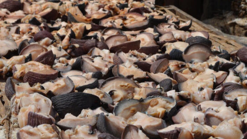Alerte à Casamance : Le "yette", fruit de mer traditionnel, en voie de disparition
