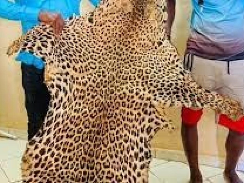Trafic de peaux de léopards : Deux individus arrêtés à Kédougou