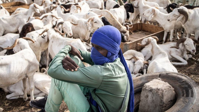 Préparation de la Tabaski : Sensibilisation de la brigade régionale d'hygiène de Thiès sur la gestion des carcasses et la santé des moutons