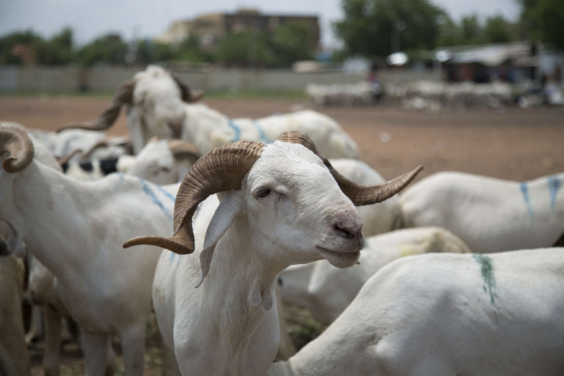 CEMGA Offre 100 Moutons aux Militaires Invalides et Mutilés de Guerre