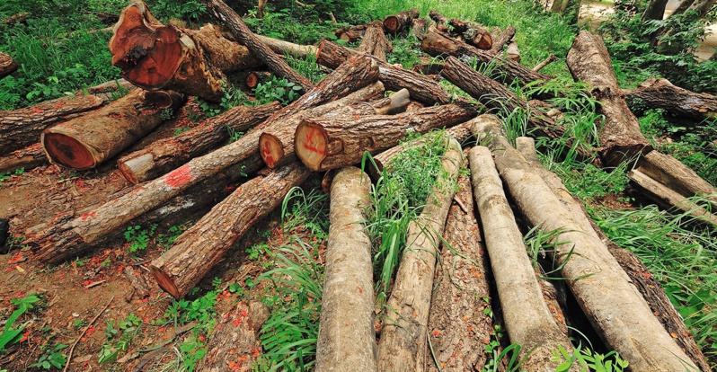 Arrestation de Cinq Suspects pour Occupation Illégale de la Forêt de Niamone