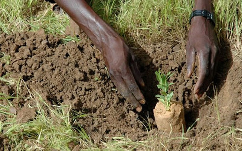 Touba se mobilise pour planter 80 000 arbres sur 50 kilomètres