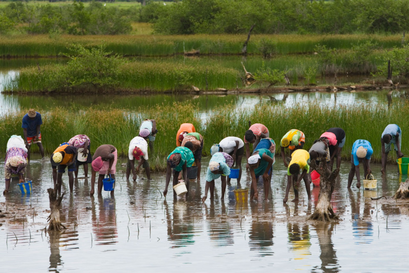 Thiobon : Une vaste opération de restauration de la mangrove de plus de 28 hectares lancée