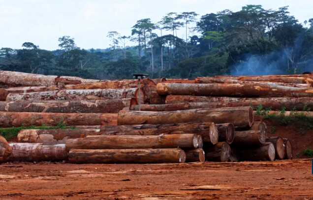 La déforestation à Missirah : Enjeux et mobilisations pour la préservation des forêts au Sénégal