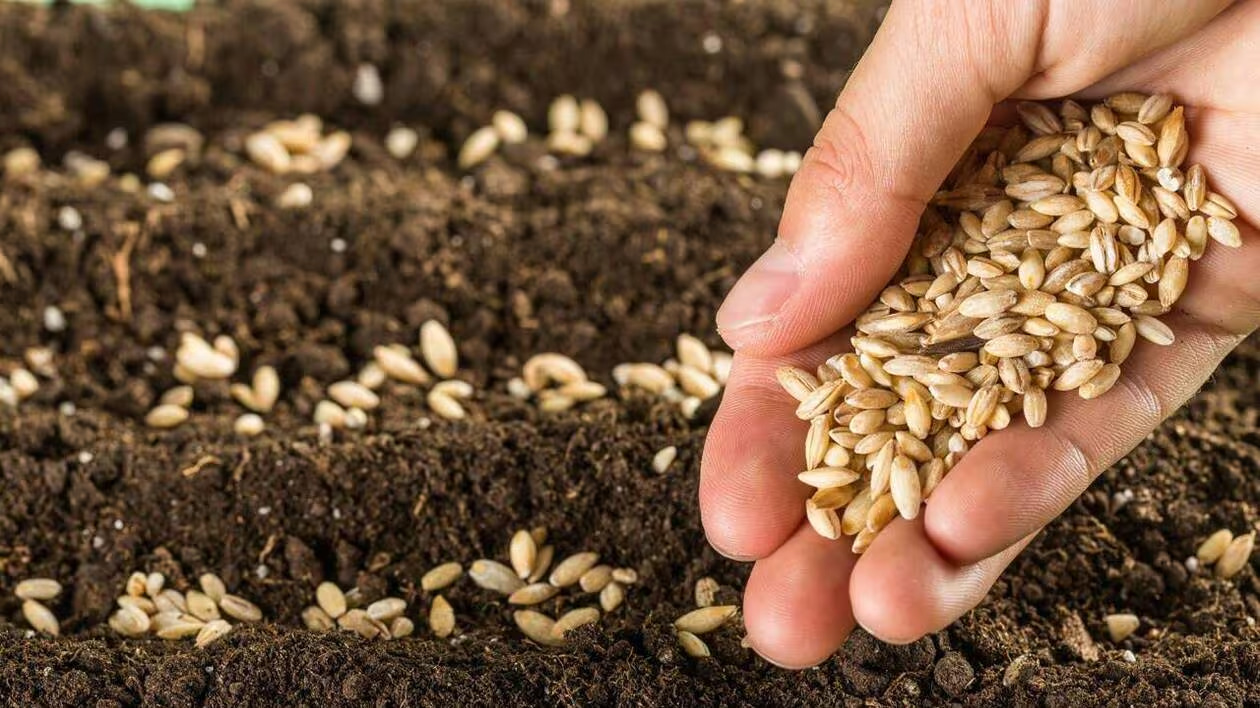 Tarifs des semences pour la nouvelle campagne agricole