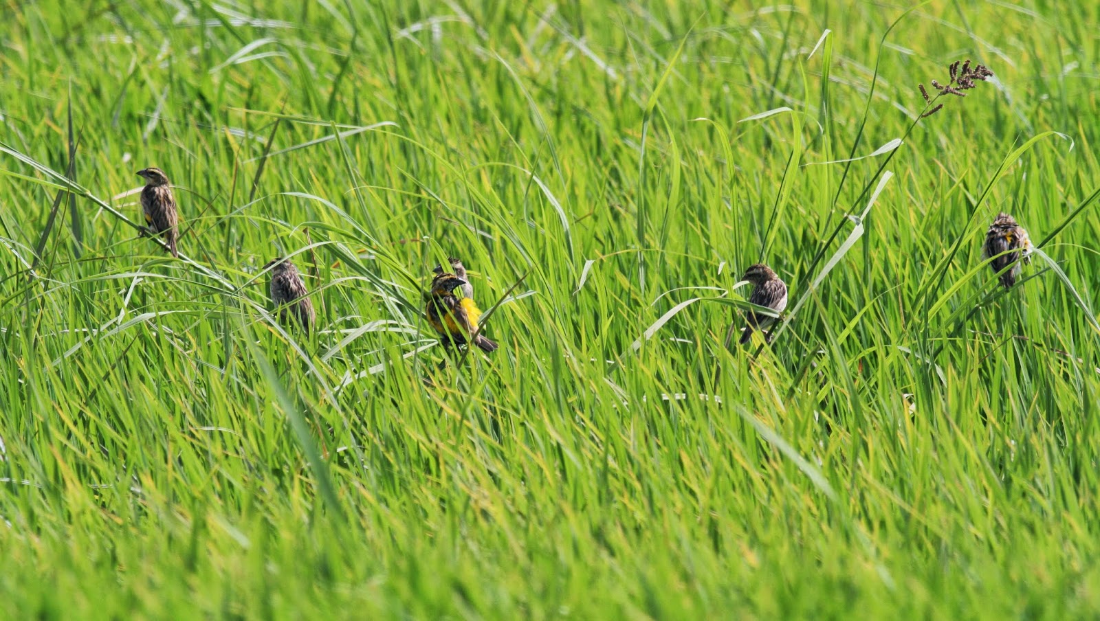 Alerte à Boki Sarankobé : les cultures de riz menacées par des oiseaux granivores