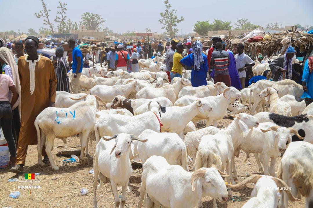 Préparatifs de la Tabaski : Afflux attendu de 250 000 moutons à Tambacounda