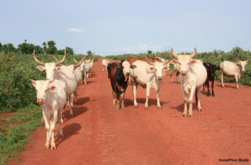 Lutte contre le vol de bétail : les réussites du GIE "Filiféng kafo" à Malém Niani