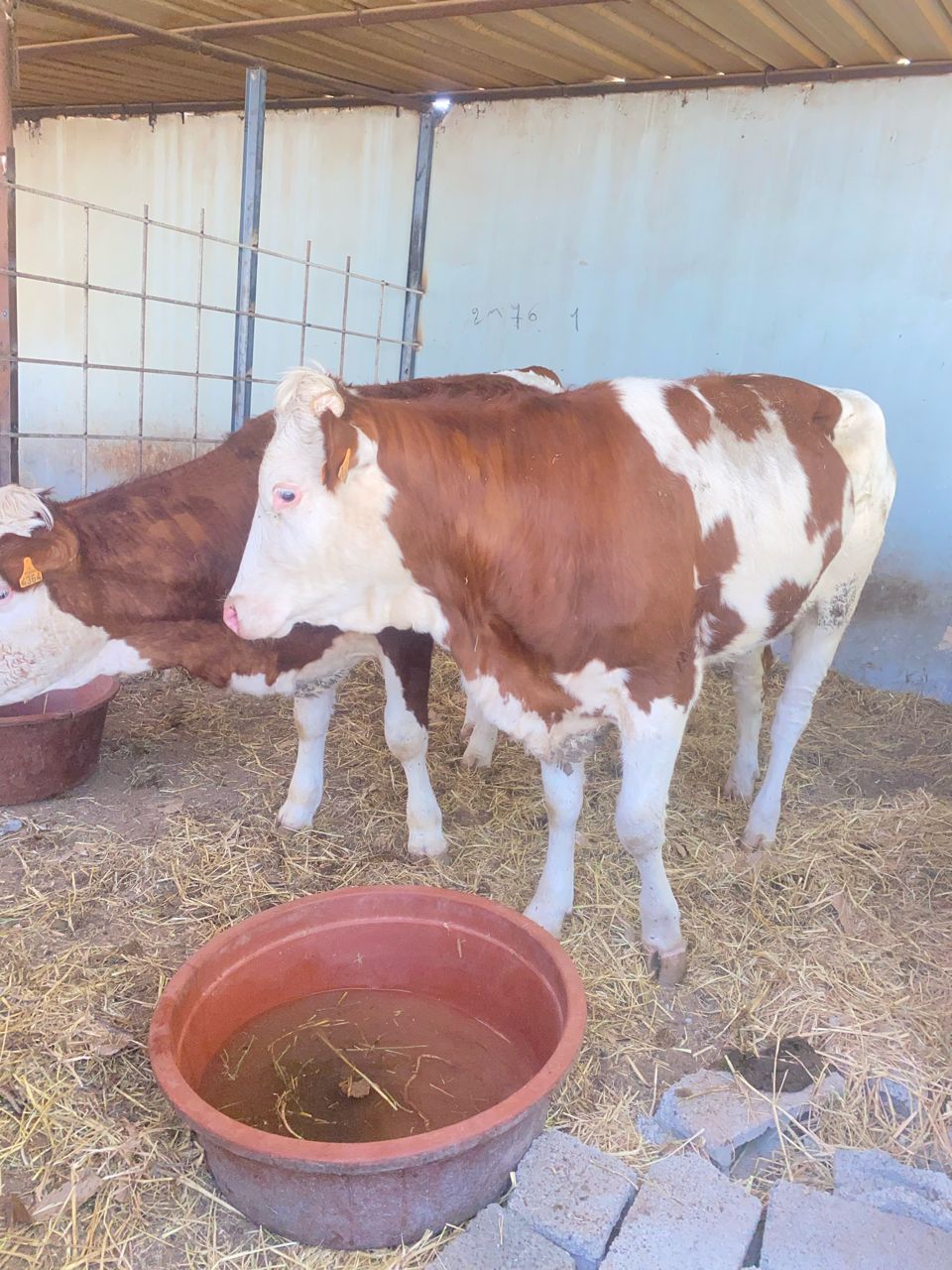 Vol de Bétail: Vaches Volées à Médina Fall Thiès