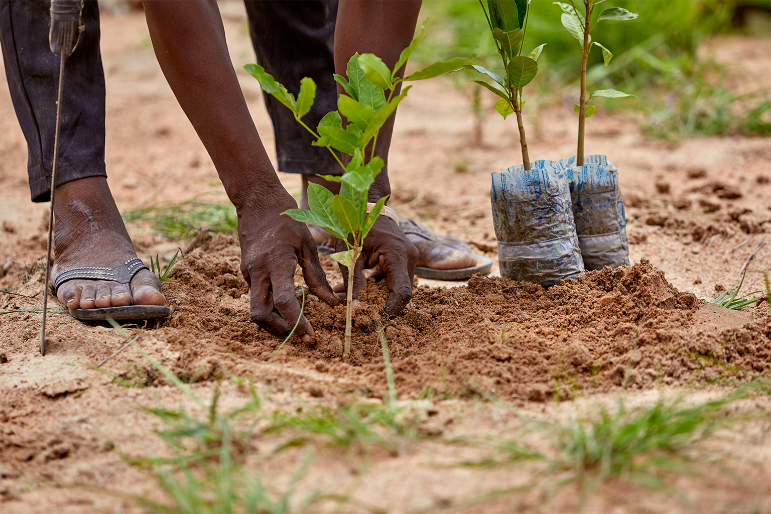 Reboisement et initiatives communautaires : 350 arbres plantés à Gnith pour la protection de l’environnement