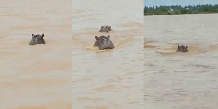 Alerte à Badi : des mouvements d’hippopotames signalés hors du fleuve Gambie