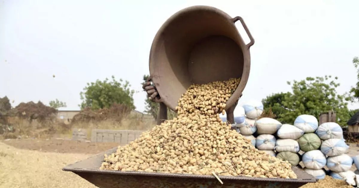 Campagne Arachidière à Ziguinchor : Un Départ Timide Faute de Financements