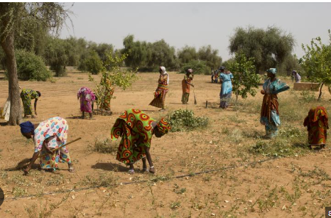 Kaolack : Les femmes rurales intensifient leur lutte pour l’accès équitable à la terre et aux ressources agricoles