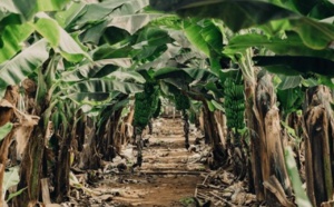 Inondations à Gouloumbou : 26 hectares de bananeraies détruits par la crue du fleuve Gambie