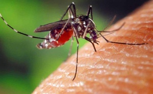 Matam face à une recrudescence des maladies vectorielles après les inondations