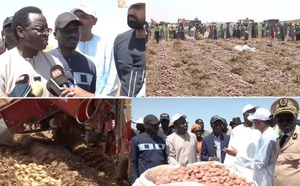 Sénégal : Swami Agri vise 105 000 tonnes de pommes de terre pour renforcer l’autonomie alimentaire