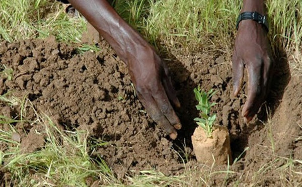 Touba se mobilise pour planter 80 000 arbres sur 50 kilomètres