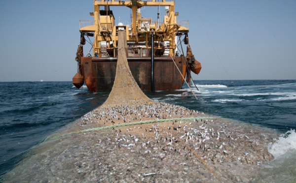 Lutte Contre la Pêche Illicite : 24 Navires Saisis en Six Mois
