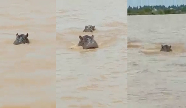 Alerte à Badi : des mouvements d’hippopotames signalés hors du fleuve Gambie