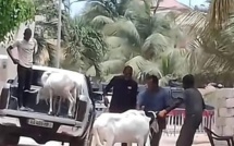 Le mouton de Tabaski de Ousmane Sonko est arrivé à la cité Keur Gorgui