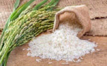 Inde : après le riz brisé, les expéditions de riz blanc non-basmati sont désormais suspendues
