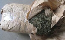 Arrestation à Mbacké : Un individu intercepté en possession de 4 kg de cannabis