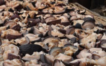 Alerte à Casamance : Le "yette", fruit de mer traditionnel, en voie de disparition