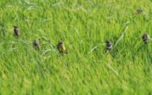 Alerte à Boki Sarankobé : les cultures de riz menacées par des oiseaux granivores
