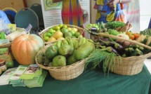 Promotion de l'agriculture biologique à Thiès : lancement d'une foire pour soutenir les acteurs