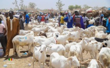 Préparatifs de la Tabaski : Afflux attendu de 250 000 moutons à Tambacounda