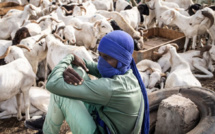 Préparation de la Tabaski : Sensibilisation de la brigade régionale d'hygiène de Thiès sur la gestion des carcasses et la santé des moutons