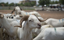 CEMGA Offre 100 Moutons aux Militaires Invalides et Mutilés de Guerre