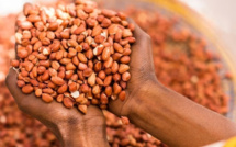 Vente frauduleuse de semences à Malem Hodar : Un camion intercepté avec 265 sacs d’arachide subventionnés