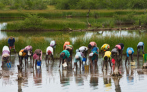 Thiobon : Une vaste opération de restauration de la mangrove de plus de 28 hectares lancée