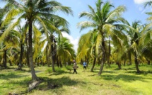 Le MDS plante 300 cocotiers à Taïba Ndiaye pour un Sénégal plus vert