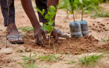 Reboisement et initiatives communautaires : 350 arbres plantés à Gnith pour la protection de l’environnement