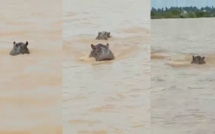 Alerte à Badi : des mouvements d’hippopotames signalés hors du fleuve Gambie